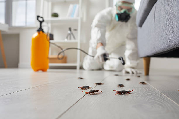 Commercial Rodent Management in La Presa